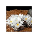 Flora Vadi Çok Avantajlı Pleiospilos Nelii Lithops Beyaz Çiçek Açan Taş Kaktüs(YAŞAYAN TAŞLAR)