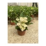Flora Vadi Dayanıklı Milli Dikenler Tacı Beyaz Çiçekli (15 45 Cm) Saksılı Kaktüs Euphorbia