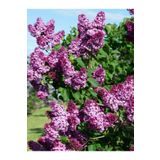 Flora Vadi Dolgun Mis Kokulu Mor Leylak Ağacı Fidanı Tüplü/saksılı 65-90 Cm Bahçe Bitkisi (LİLAC TREE)