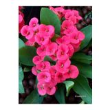 Flora Vadi Dolgun Pembe Milli Dikenler Tacı 1 Adet Saksılı 20-40cm Salon Bitkisi ( Euophorbia)