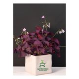 Flora Vadi Dolgun Süs Yoncası Mor Yapraklı Yonca Çiçeği 1 ADET 20-30 Cm (Oxalis triangularis)