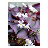 Flora Vadi Dolgun Uyku Çiçeği Süs Yoncası 1 ADET Dekoratif Salon çiçeği(Oxalis triangularis)