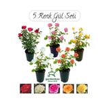 Flora Vadi Özel Tür Bahçe Gülü Seti 5 ADET Kokulu Yediveren Gül Kırmızı+Pembe+Sarı+Beyaz+Turuncu 30-50Cm