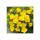 Floramut Akşam Ezanı Çiçeği Tohumu-100 Tohum