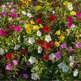 Floramut Akşam Sefası Çiçeği Tohumu-10 Tohum