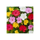 Floramut Akşam Sefası (ebruli) Çiçeği Tohumu-25 Tohum