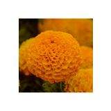 Floramut Büyük Çiçekli Turuncu Top Kadife Çiçeği Tohumu-50 Tohum