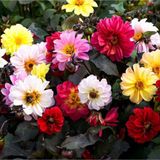 Floramut Dahlia Yıldız Çiçeği Tohumu-30 Tohum