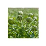 Floramut Dolgun Yapıda Enginar Fidesi-6 Adet