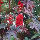 Floramut Hint Yağı Kene Çiçeği Tohumu 5 Tohum