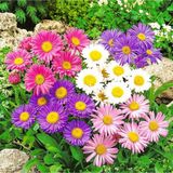 Floramut Karışık Aster Çiçeği Tohumu 50 Tohum