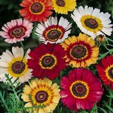 Floramut - Karışık Mix Kasımpatı Çiçeği Tohumu-20 Tohum - 20 Adet