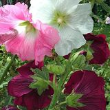 Floramut Karışık Renkli Hatim Çiçeği Tohumu-50 Tohum