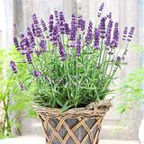 Floramut Lavandula Lavanta Çiçeği Tohumu-100 Tohum