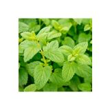 Floramut Limon Aromalı Melisa Oğul Otu Fidesi-5 Adet