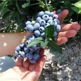 Floramut Lipaka Blueberry Yaban Mersini Fidanı 30-50 Cm