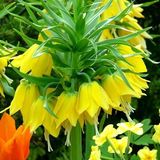 Floramut Maxima Lutea Sarı Ters Lale Soğanı 18-20 Kalibre Hakkari Menşeli Çiçek