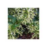 Floramut Melisa Parfüm Kutusu Çiçeği Tohumu-40 Tohum