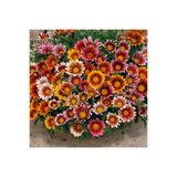 Floramut Meramlı Kız Gazanya Çiçeği Tohumu-20 Tohum