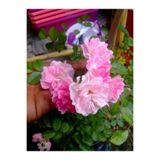 Floramut Pembe Gül Fidanı Yediveren Kokulu 10-20 cm