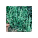 Floramut Rosmarin Blue Winter Yayılıcı Biberiye Fidesi-2 Adet