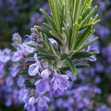 Floramut Rosmarin Officinalis Kokulu Biberiye Fidesi-2 Adet
