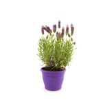 Floramut Saksıda Lavanta Çiçeği Fidanı 10-20 cm