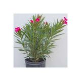 Floramut Saksılı Bodur Kırmızı Çiçekli Zakkum Fidanı 10-20 cm
