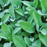 Floramut Salvia Officinalis Culinaria Gümüş Adaçayı Fidesi-2 Adet