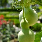 Floramut Sarılıcı Calabash Süs Kabağı Tohumu-5 Tohum - 5 Adet