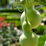 Floramut Sarılıcı Calabash Süs Kabağı Tohumu-5 Tohum