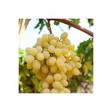 Floramut Sultani Çekirdeksiz Üzüm Fidanı 10-20 cm