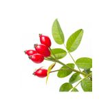 Floramut Tüplü Çok Az Sayıda Dikensiz Kuşburnu Fidanı