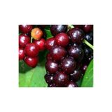 Floramut Tüplü Laz Kirazı Karayemiş Fidanı (40-60 Cm)