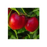Floramut Tüplü Yarı Bodur Büyük Meyveli Venüs Nektarin Fidanı