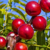 Floramut Tüplü Yarı Bodur Verimli Amiga Nektarin Fidanı