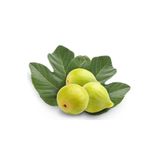 Floramut Tüplü Yediveren Incir Fidanı