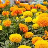 Floramut Turuncu-Sarı Kadife Çiçeği Tohumu-50 Tohum