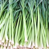 Floramut Uzun Bacaklı Pırasa Tohumu-10 Gram