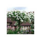 Floramut Yediveren Beyaz (kokulu) Sarmaşık Gül Fidanı 10-20 cm
