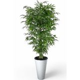 florayapaycicekcom Tek gövdeli bambu ağaç yapay ıslak doku kumsal saksı svm.1309