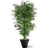 florayapaycicekcom Tek gövdeli bambu ağaç yapay ıslak doku siyah plastık saksı svm.1300