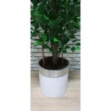 florayapaycicekcom Yapay Agaç 180 Cm Islak Doku Benjamin beyaz Saksı Gümüş Kemer svm.1517