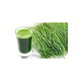 FLORE SHOP Doğal Kedi Çimi Tohumu 500 Gr Arpa+500 Gr Bugday Doğal Çimlenme Kabiliyeti Yüksek Tohum