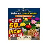 FLORICA Lotus Çiçeği Tohumu 10 Adet- 50 gr Kurutulmuş İncir Bedava