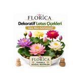 FLORİCA TOHUM & DOĞAL BESİNLER Lotus Çiçeği Tohumu 5 Adet – Nilüfer Çiçeği Tohumu Nadir Kutsal Lotus