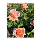 Florin Garden Yediveren Turuncu Gül – Canlı Saksıda Gül Fidesi 40-60cm (Bahçeye Uygun)