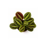 Florya Botanik Calathea Maranta Leuconeura Fascinator Dua Çiçeği 30-40 cm