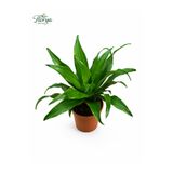 Florya Botanik Dracaena Compacta 25-30 Cm Canlı Salon Bitkisi Ev Ofis İç Mekan Dekoratif Saksılı Bitki