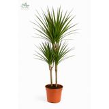 Florya Botanik Dracaena Marginata XL - Madagaskar Dragon Ağacı 2 İki Gövdeli Canlı Salon Bitkisi 110-120 cm